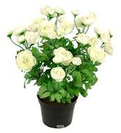 Renoncule factice en pot H28cm 32 fleurs artificielles superbes Crème