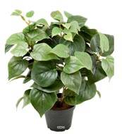 Philodendron artificiel en pot H 35 cm très dense