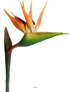 Strelizia Arabica artificiel H 80 cm oiseau du paradis tête latex