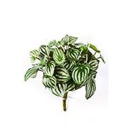 Peperomia artificiel Vert Blanc 30 cm 52 feuilles en piquet