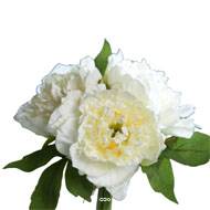 Bouquet de 3 Pivoines Crme panouies factice Corde et feuillage H26cm
