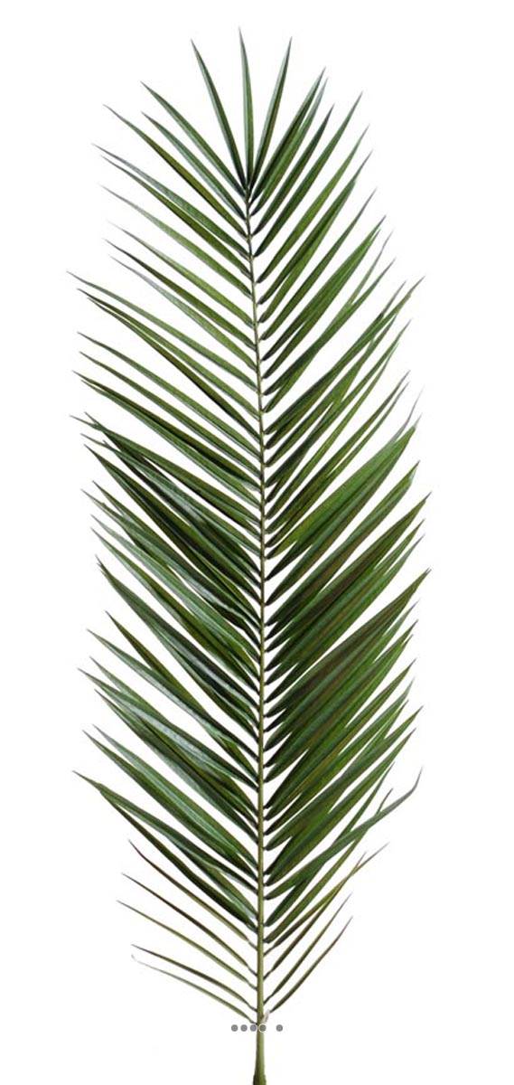 artificielles Feuille de palmier Phoenix artificielle en tergal du site artificielles.com