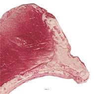 Cote de Bœuf crue artificielle en Plastique soufflé L 220x150 mm
