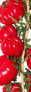 Grappe de 20 Tomates Artificielles en Plastique Soufflé – L 60 cm D 15 cm