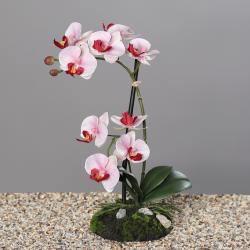Orchidee factice 2 hampes sur motte H33cm 9 fleurons tissu Rose-crème