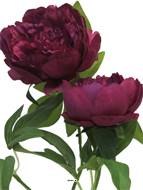 Pivoine artificielle ramifiée, 3 têtes, H 70 cm Pourpre -  BEST