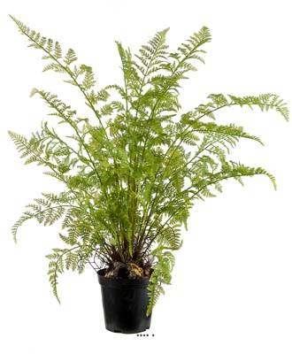 Fougère artificielle proliferum en pot H 80 cm Vert