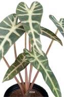 Alocasia artificiel, 7 grandes feuilles, en pot H 30 cm