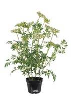 Trachelium fleuri artificiel en pot, H 100 cm, D 70 cm