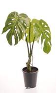 Monstera deliciosa artificielle en pot H 60 cm, D 42 cm