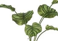Calathea factice en pot, grandes feuilles, H55cm Panaché 