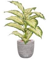 Dieffenbachia artificiel H 40 cm, large feuillage D 35 cm