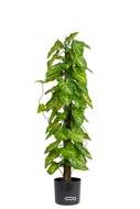 Feuillage d'Hosta artificiel sur pied en pot, H 90 cm, D 26 cm