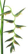 Branche d’Heliconia Equatorial, L 128 cm Vert - BEST