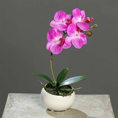 Orchidée phalaenopsis artificielle en coupe céramique H 25 cm Lavande