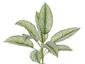 Calathea artificiel en piquet 22 feuilles, H 45 cm Vert