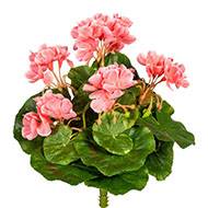 Piquet de géranium artificiel Anti-Uv H 24 cm  Rose