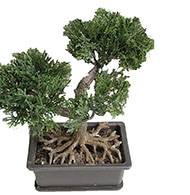 Mini bonsai artificiel en pot H 18,5 cm 