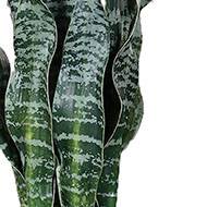 Sanseveria artificiel en pot H 65 cm en plastique vert-blanc