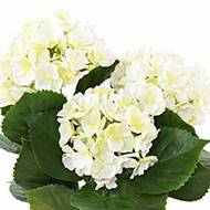 Hortensia artificiel 3 têtes en piquet pour extérieur H 45 cm Blanc
