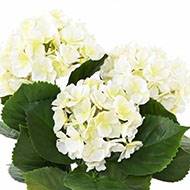 Hortensia artificiel 3 têtes en piquet pour extérieur H 45 cm Blanc 