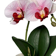 Adorable fausse orchidée coupe céramique H 16 cm Rose-crème