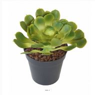 Joli Aloe artificiel en piquet H 18 cm L 15cm Vert