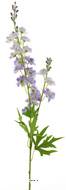 Tige de Delphinium poupre-blanc H 85 cm 