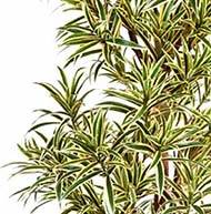 Dracaena reflexa artificiel Panache H 120 cm 1002 feuilles en pot