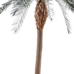 Palmier Phoenix artificiel H340cm en pot extérieur très belle tête