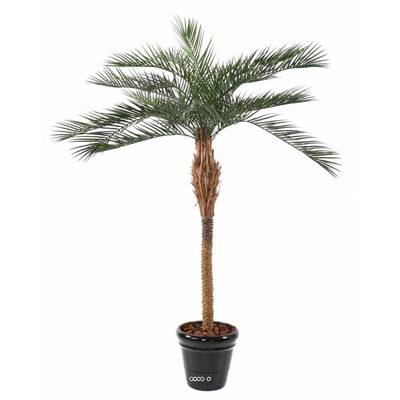 Palmier Phoenix artificiel feuillage plastique exterieur H 290 cm Vert