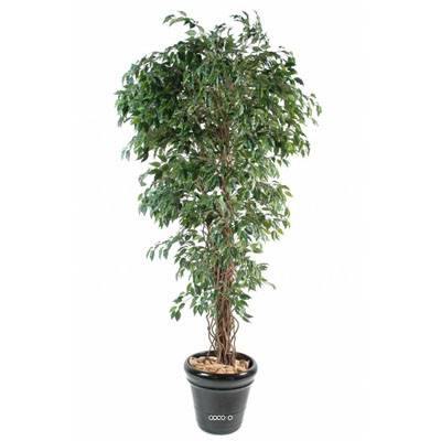 Ficus Benjamina factice petite feuille tronc nature en pot H210cm Vert