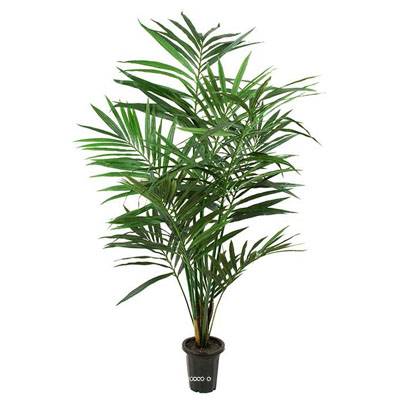 Palmier Kentia artificiel H 180 cm Dense Aerien en pot