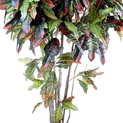 Croton Artificiel Troncs Bois en pot H 110 cm Vert-rouge