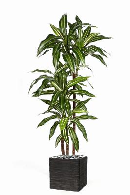 Dracaena artificiel Fragrans 3 troncs en pot H 120 cm Blanc-vert D 60cm