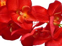 Orchidée Tao factice H105 cm 8 fleurons 5 boutons qualité Pro Rouge