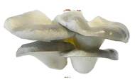 Champignons artificiels Pleurote X4 en mousse PU superbe