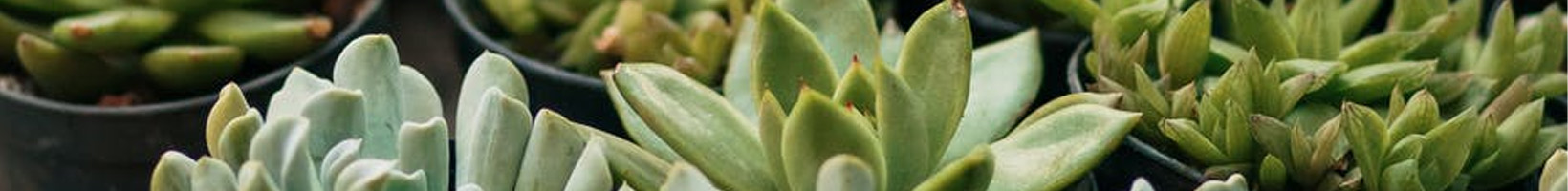 faux cactus et succulentes