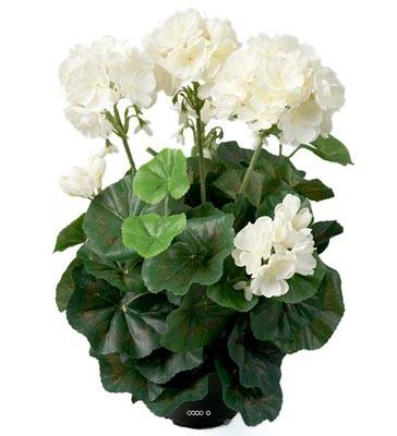 Géranium artificiel 6 têtes en pot lesté H35cm superbes feuilles Crème