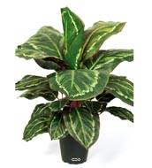 Maranta plante artificielle en pot H 55 cm très dense