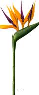 Strelitzia Arabica artificiel H 62 cm oiseau du paradis tête latex