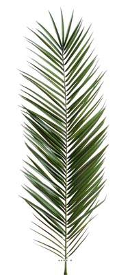 Feuille de palmier Phoenix artificielle en tergal H 150 cm Vert