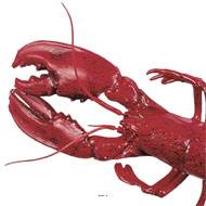Homard americain artificiel en Plastique soufflé L 500x180 mm