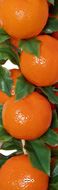 Grappe d'Oranges Artificielles 55cm D 20 cm – 20 Fruits et 30 Fleurs d’Oranger Blanc Pur