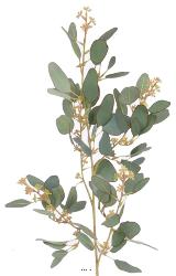 Eucalyptus artificiel en branche H 65 cm Vert