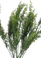 Setaire Isolepsis factice H35cm superbe buisson très dense en piquet