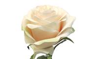 Rose factice Paris H64cm tête D9cm 12 feuilles tissu Crème vert - BEST