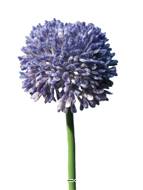 Allium artificiel en tige H 45 cm Lavande - BEST