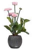 Bellis perennis, paquerettes artificielles en pot H 30 cm Rose pâle