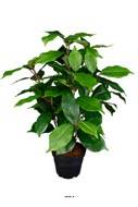 Ficus benjamina artificiel en pot H 40 cm, D 30 cm